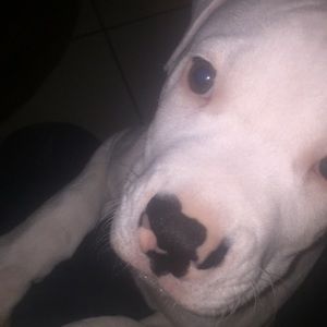 Meet your Posher, Joseph